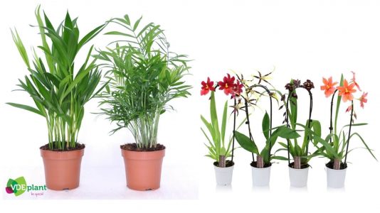 Plantes vertes et fleuries