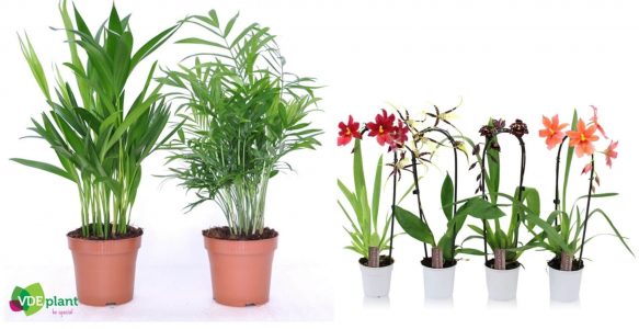 Plantes vertes et fleuries