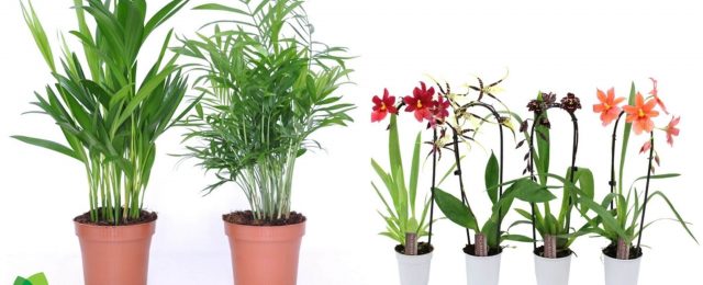 Offre Plantes vertes et fleuries Origine1
